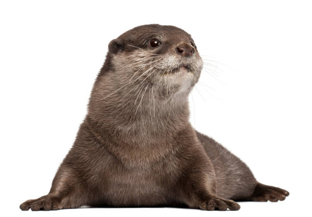 istock Oriental small-clawed otter, Amblonyx Cinereus, 5 years old, lying in front of white background 843326752
