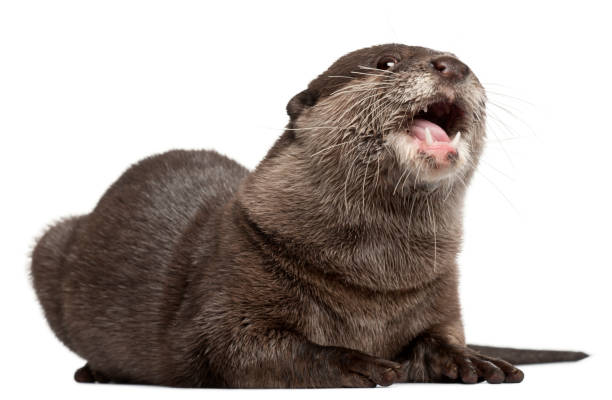 oriental petites pinces loutre, amblonyx cinereus, 5 ans, avec la bouche ouverte devant fond blanc - cinereous photos et images de collection