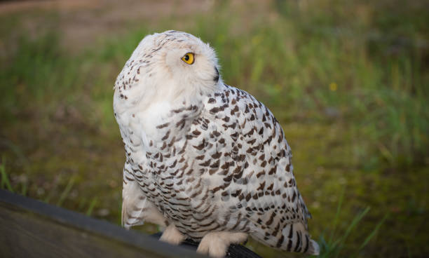 istock Snow owl in falconry looking for prey 843326838