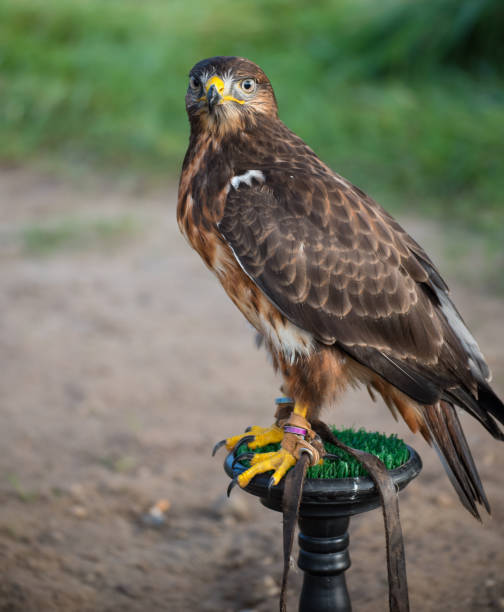 istock young wild buzzard concentrates on his seat 843326854