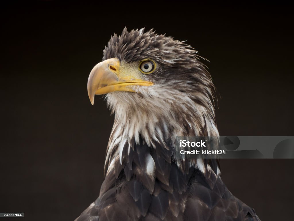 Eagle against a black background Bird of Prey Portrait American Culture Stock Photo