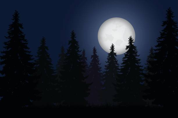 realistyczna ilustracja wektorowa lasu z drzewami pod nocnym niebem z lśniącym księżycem - mystery forest ecosystem natural phenomenon stock illustrations