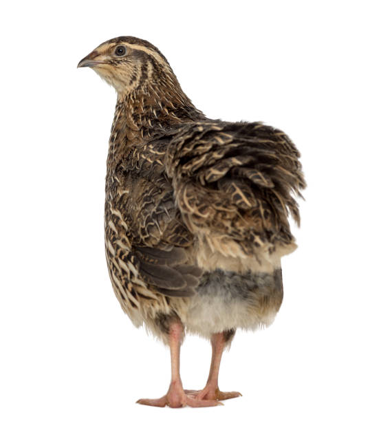 istock Japanese Wild Quail isolated on white 843327172