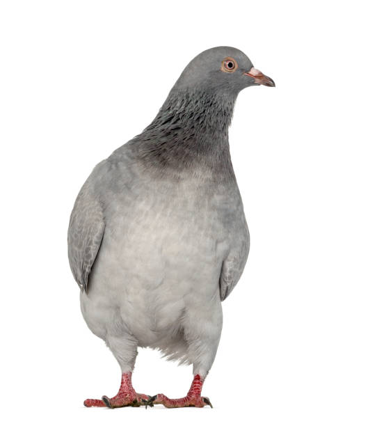 istock Texan Pioneer Pigeon isolated on white 843329282