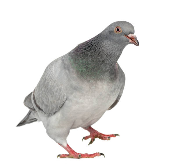 istock Texan Pioneer Pigeon isolated on white 843329314