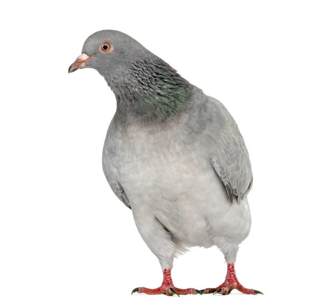 istock Texan Pioneer Pigeon isolated on white 843329332