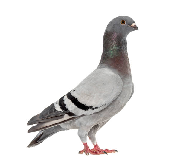 istock Homing pigeon isolated on white 843329358