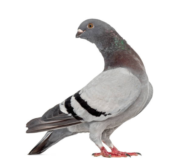 istock Homing pigeon isolated on white 843329362