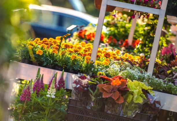 istock Garden Flowers Business 843329866