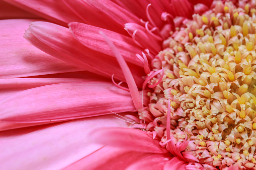 Close up beautiful pink gerbera daisies flowers, abstract natural background.