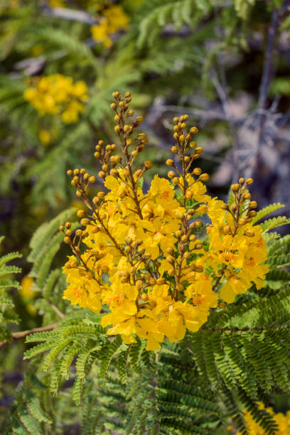 flores del árbol amarillo llama (peltophorum pterocarpum) - rosids fotografías e imágenes de stock