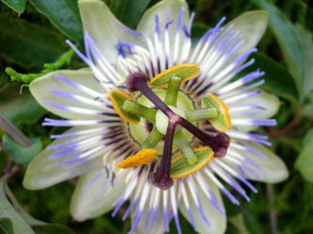 passionflower - flower purple twin blossom imagens e fotografias de stock