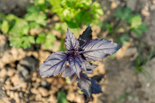 istock Basil. Ocimum basilicum. Spice, herb garden. Italian Cuisine. Bushes basil 843334780