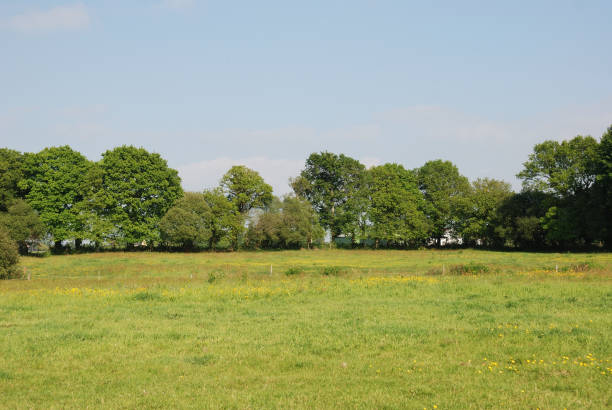 istock Green grass meadow woody hedgerow 843334838