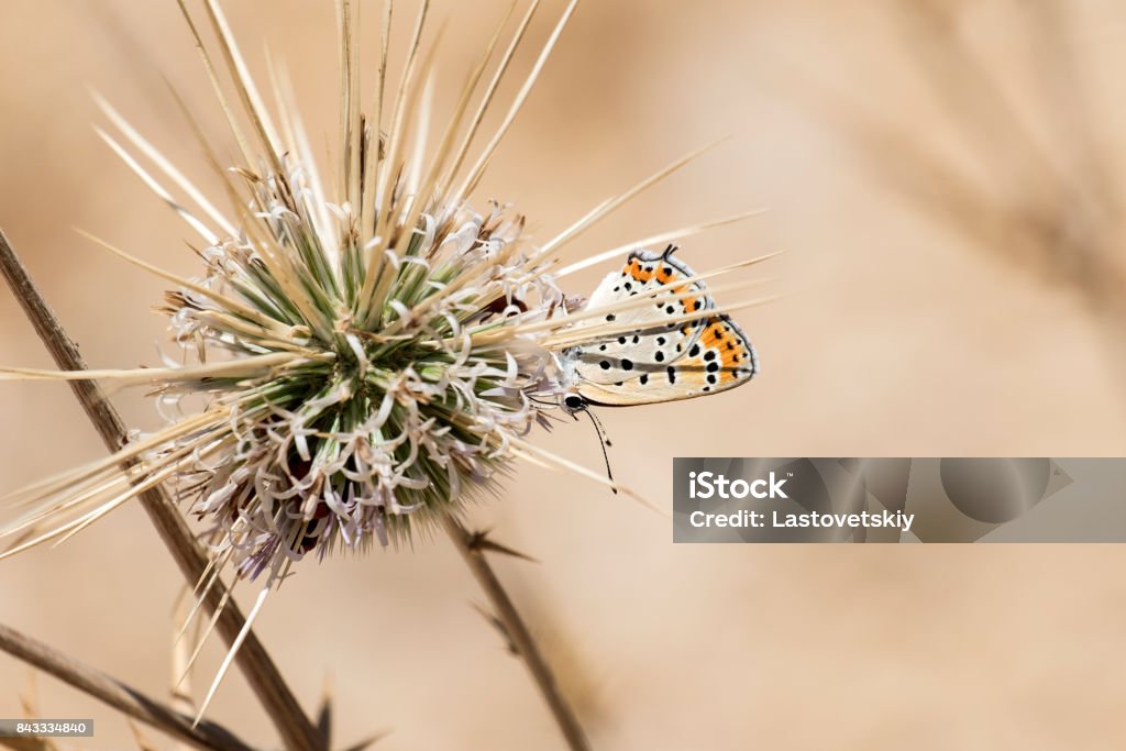 The common blue butterfly (Polyommatus icarus) on thorny flower Globe Thistles (Echinops adenocaulos) Animal Stock Photo