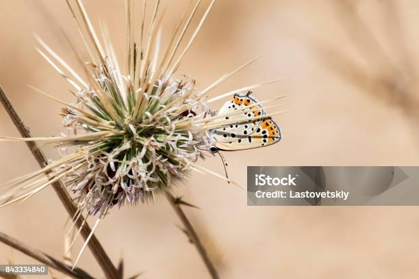The Common Blue Butterfly Stock Photo - Download Image Now