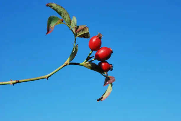 Photo of Dog rose bush