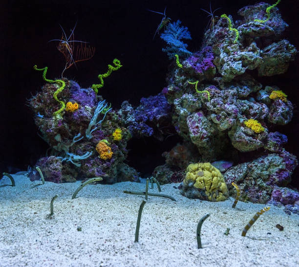 istock Aquarium with corals and eels. Fish protruding from sand. 843338248