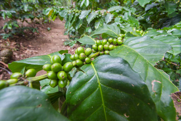istock Coffee cherries , coffee beans ripening on coffee tree 843338296