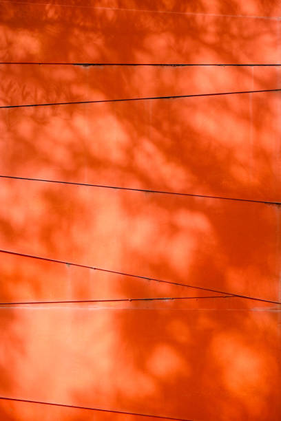 abstract background textuer of shadows leaf on a concrete wall.