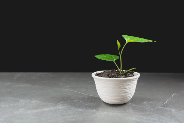 istock green potted plant, trees in the pot on table and dark background. 843338620
