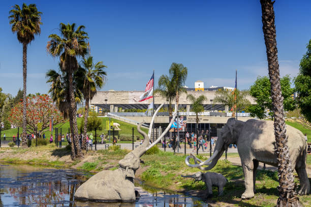 le sculture mammut ricreano i giorni preistorici di los angeles a la brea tar pits nel distretto del mid-wilshire. - recreate foto e immagini stock