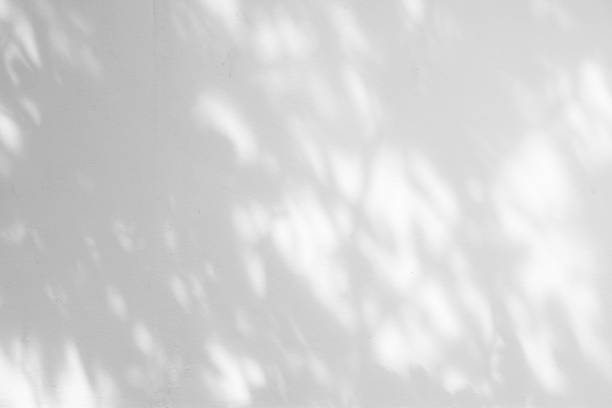 istock Black and White  abstract background textuer of shadows leaf on a concrete wall. 843339384