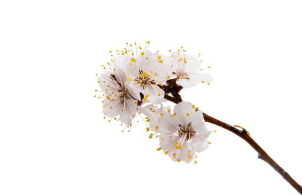 istock Flowering apricot branch isolated 843341610