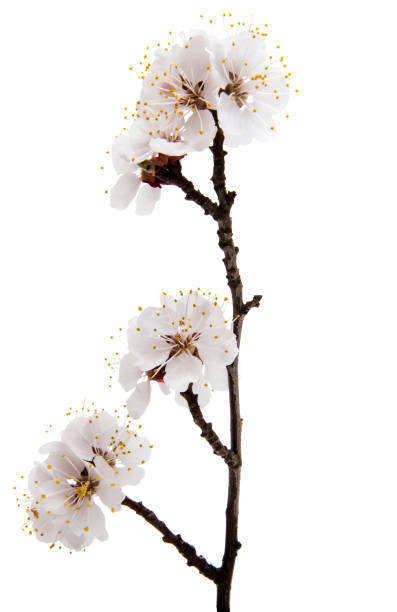 istock Flowering apricot branch isolated 843342104