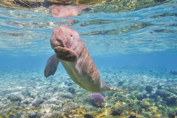 becerro de sirenia / dugong bebé en egipto mar rojo - marsa alam - - manatee fotografías e imágenes de stock