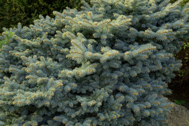 istock Green natural texture of coniferous tree branches 843345194