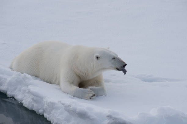 istock Polar bear lies on the ice. 843345370
