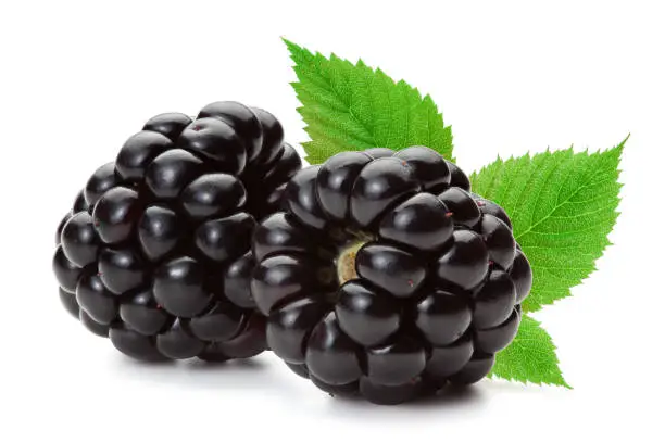 Closeup of ripe blackberries with leaves isolated on the white background, clipping path included.