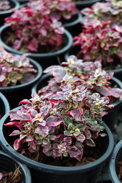 istock Ruby flake plant in the black pot at the nursery garden. 843345688
