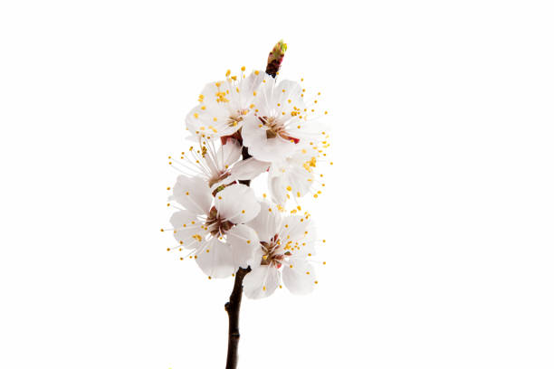 istock Flowering apricot branch isolated 843349522