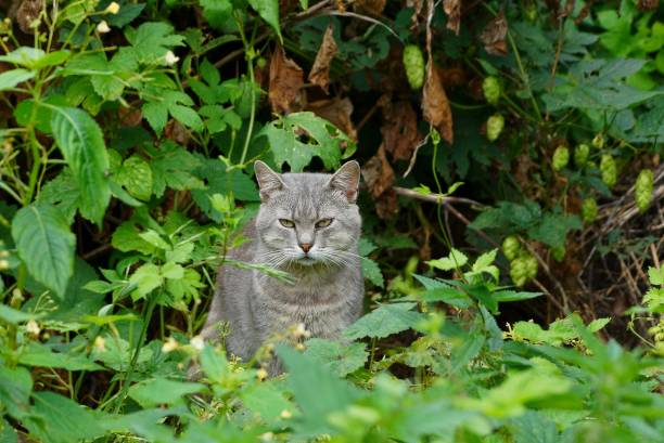 istock Gray cat sitting in green undergrowth in the garden 843349856