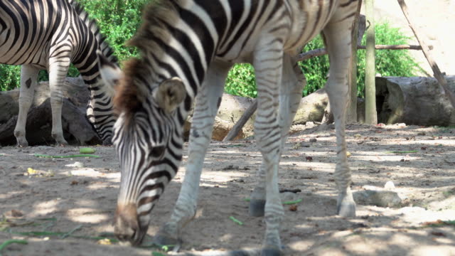 4k: zebra at safari