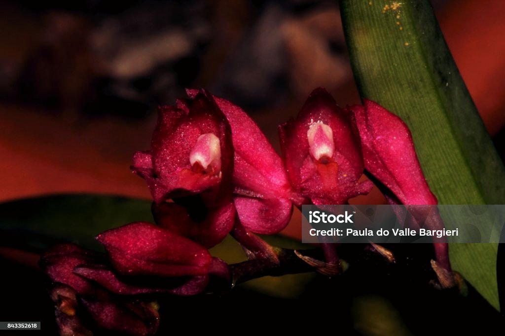 Foto de Par De Orquideas Rodriguezia Lanceolata e mais fotos de stock de  Brasil - Brasil, Canteiro de Flores, Estampa Floral - iStock