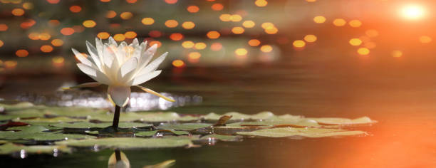 istock Lotus flower on a lake with sunrise and reflections 843353016