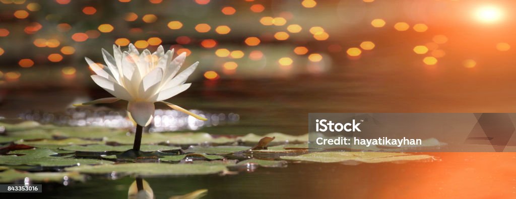 Flor de Lótus em um lago com o nascer do sol e reflexões - Foto de stock de Lótus royalty-free