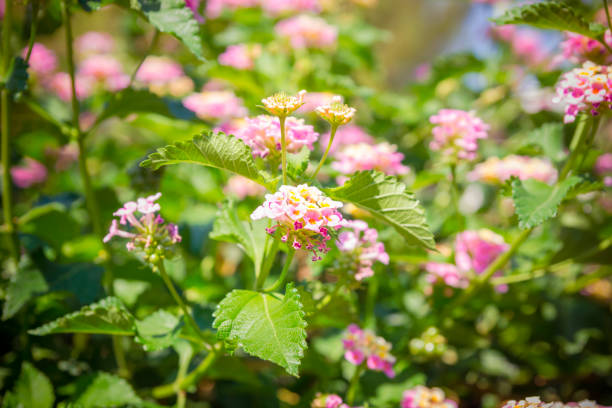 istock Blooming with pink flowers mulberry bush in midday time 843358472