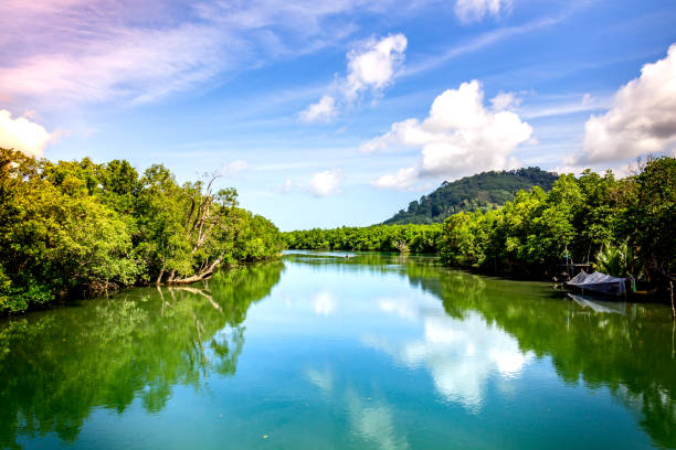 río grande con bosque de manglar y cielo brillante. - sky forest root tree fotografías e imágenes de stock
