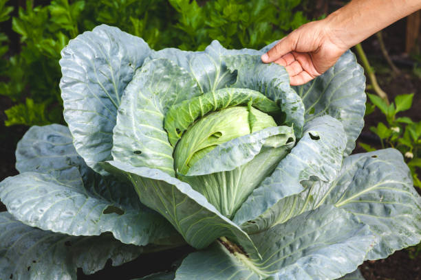 istock Hand holds green leaf of  luxurious white cabbage in garden 843359766