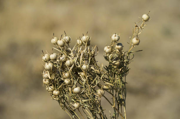 Peganum harmala herb, medicinal herbs, herbal plants, medicinal plants