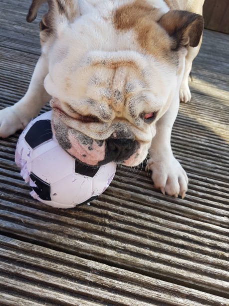 istock British Bulldog Chewing on a Football 843367274