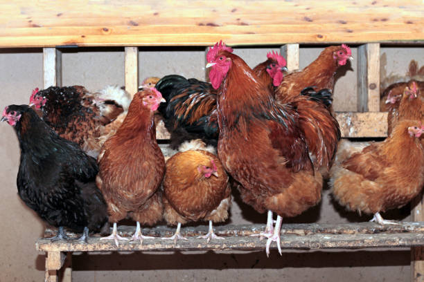 istock Hens and rooster in coop 843367950