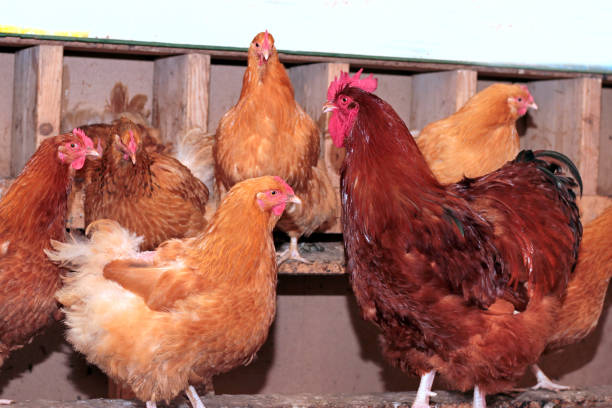 istock Hens and rooster in coop 843367964