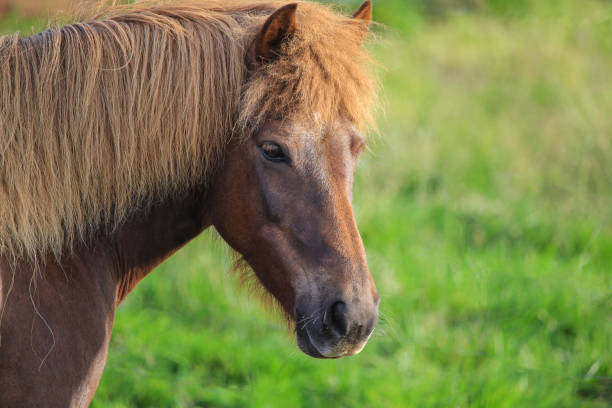 istock Brown Icelandic horse 843371458