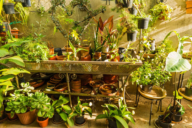 istock Plant pots with different plants prepared for replanting 843371844