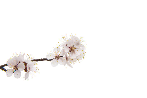 istock Flowering apricot branch isolated 843375388